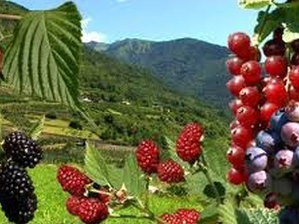 Albergo Ristorante Eden - foto 15318.jpg