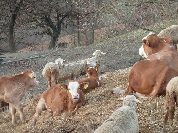 Agriturismo Biologico Pieve del Colle - Fattoria Didattica - foto 15543.jpg