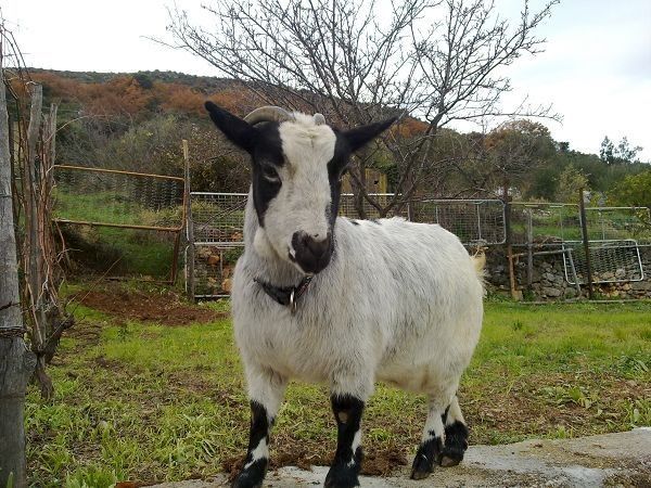 Residence Villa Alda - foto 15753.jpg