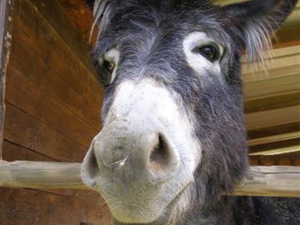 Agriturismo Podere Il Poggiolo - foto 15798.jpg