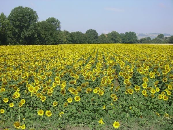 Le Case Coloniche  - foto 17032.jpg