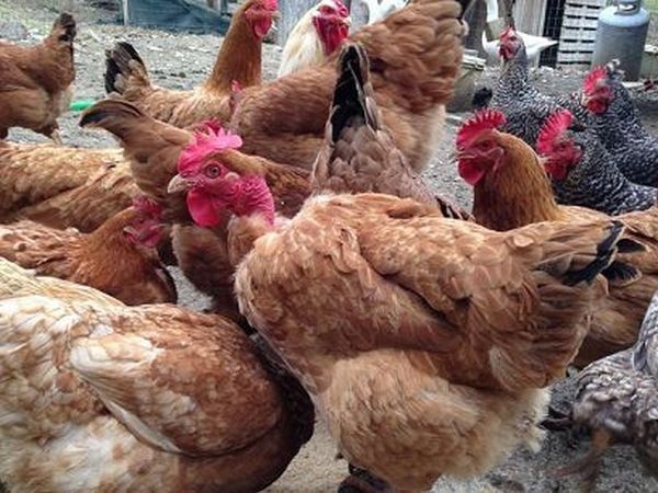 Casa Verniano - foto 17090.jpg