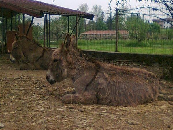 Agriturismo Borgo Floreani - foto 17540.jpg