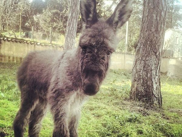 La Fattoria di Mielisa - foto 18958.jpg