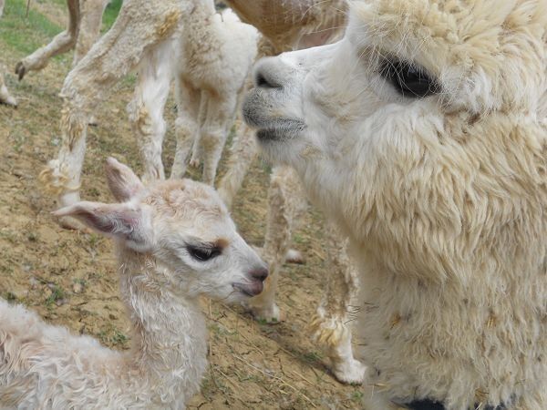 La Fattoria di Mielisa - foto 18959.jpg