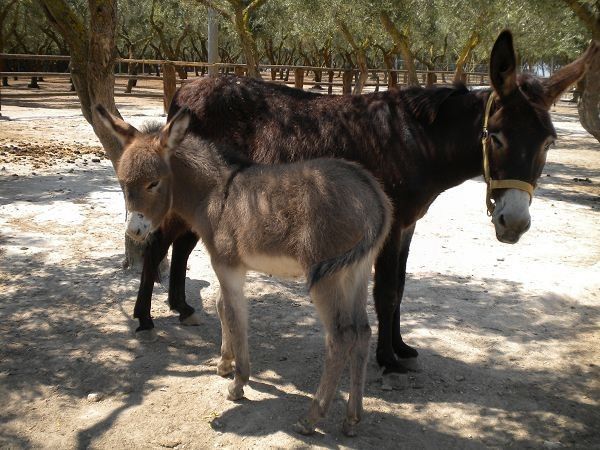Agriturismo la Fattoria - foto 19025.jpg