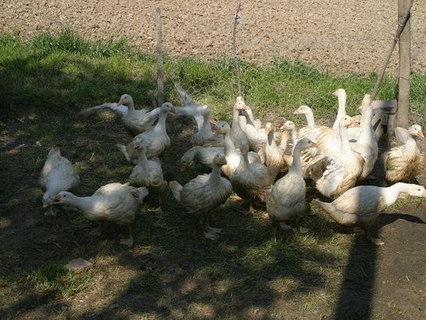 Agriturismo Vecchio Gelso - foto 19841.jpg