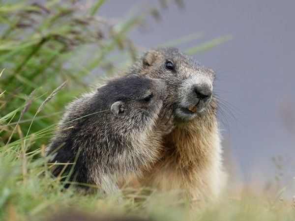 Alpen Hotel Panorama - foto 20252.jpg