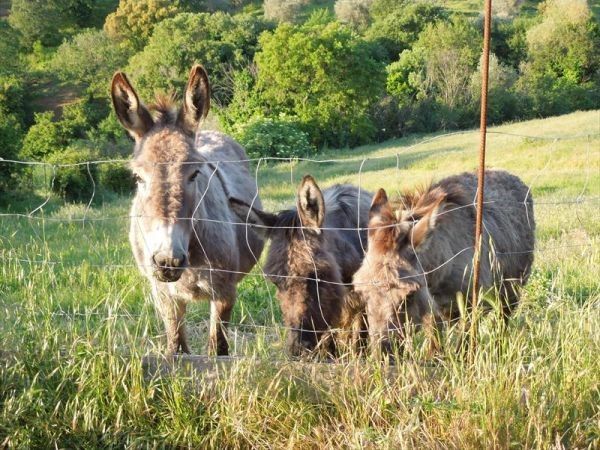 Agriturismo La Pieve - foto 20745.jpg