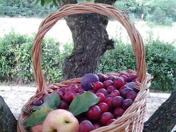 Agriturismo Domus Santa Croce - foto 20805.jpg