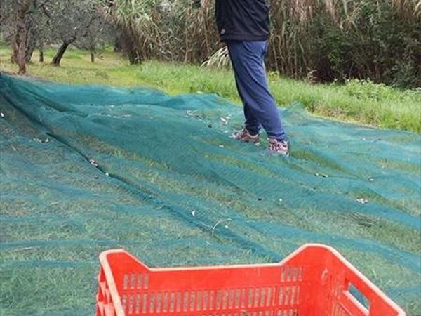 Agriturismo Le Vigne - foto 21154.jpg