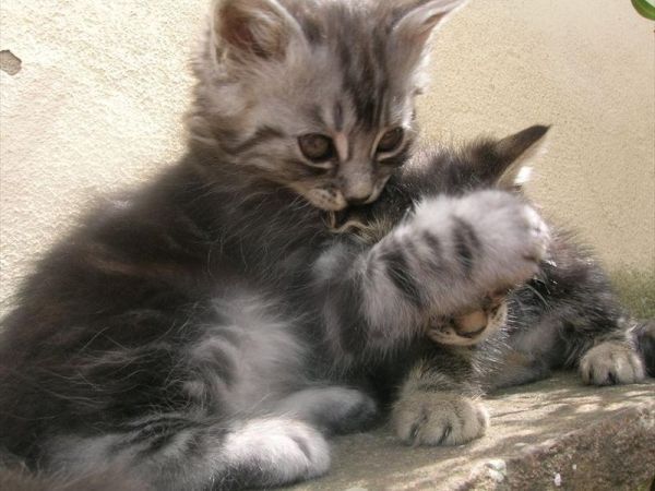 Bio agriturismo Orgiaglia - foto 21213.jpg