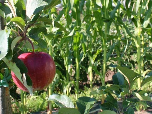 Agriturismo Florandonole  - foto 21261.jpg