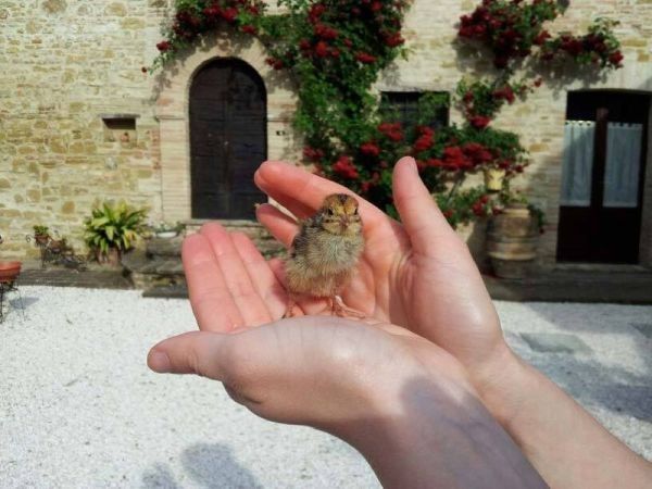 Fattoria Didattica Il Podere Agriturismo - foto 21748.jpg