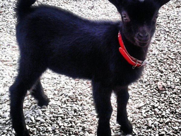 Fattoria Didattica Il Podere Agriturismo - foto 21754.jpg