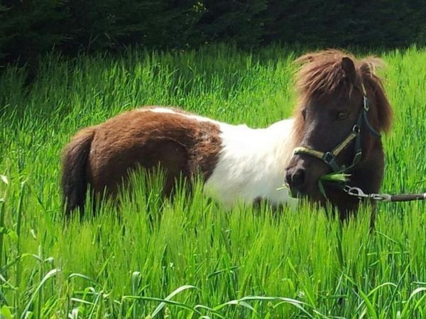 Fattoria Didattica Il Podere Agriturismo - foto 21756.jpg