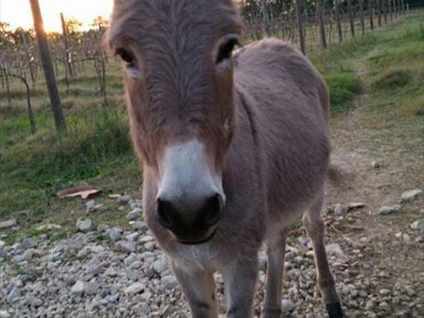 Fattoria Didattica Il Podere Agriturismo - foto 21757.jpg