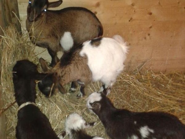 Fattoria Didattica Il Podere Agriturismo - foto 21761.jpg