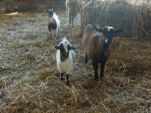 Az Agr. Pietra Serena B&B E YURTA RELAX - foto 22003.jpg