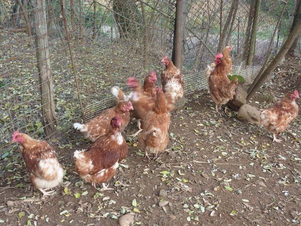 Az Agr. Pietra Serena B&B E YURTA RELAX - foto 22004.jpg