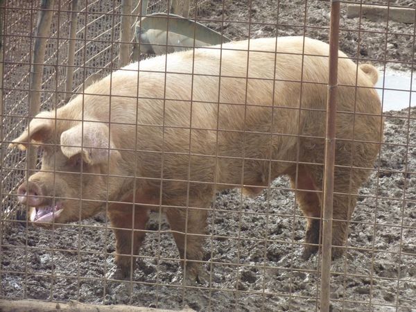 Az Agr. Pietra Serena B&B E YURTA RELAX - foto 22005.jpg