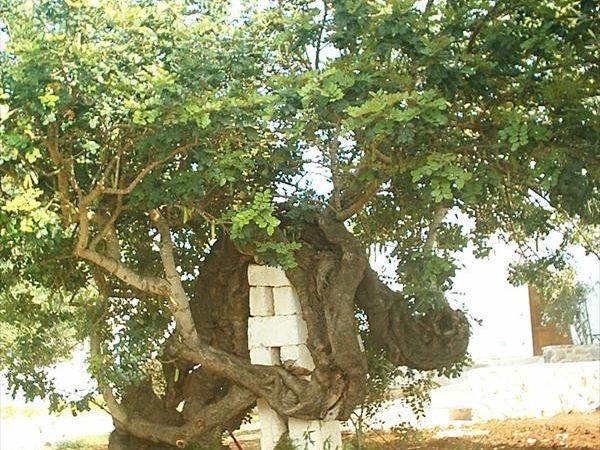 Masseria La Grave - foto 22152.jpg