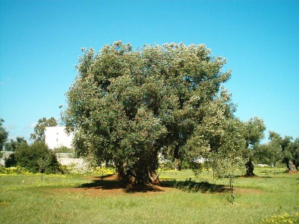 Masseria La Grave - foto 22160.jpg