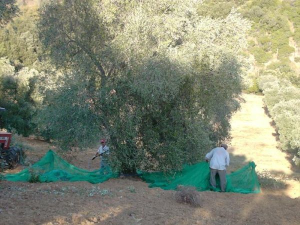 Agriturismo Montalto - foto 22315.jpg