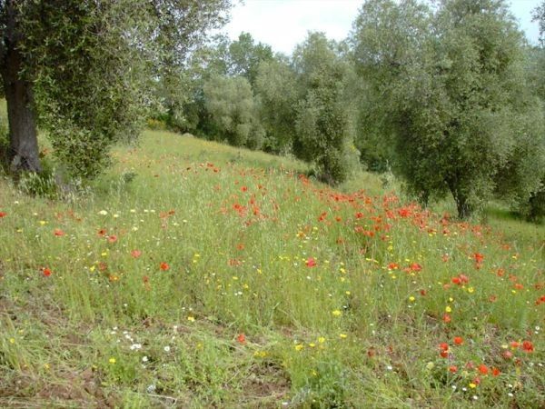 Agriturismo Montalto - foto 22320.jpg