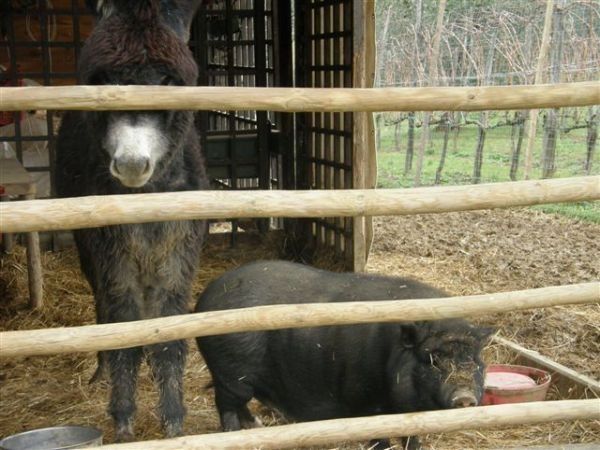 Agriturismo Podere Il Poggiolo - foto 23222.jpg