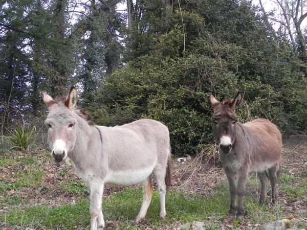 Fattoria di Marena - foto 23613.jpg