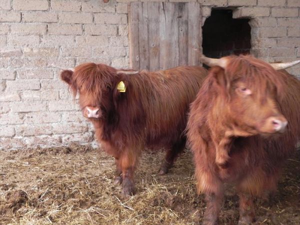 Fattoria di Marena - foto 23614.jpg