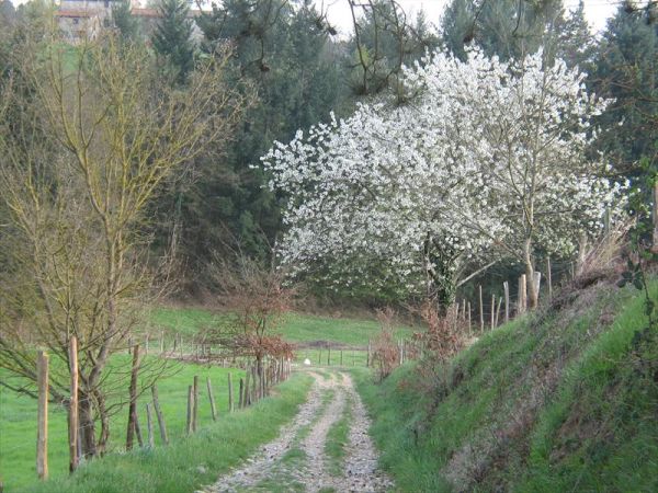 Fattoria di Marena - foto 23624.jpg