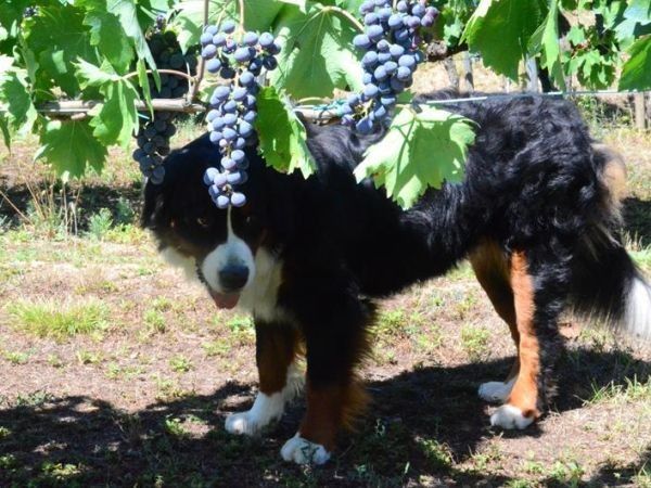 Agriturismo Podere Il Poggiolo - foto 24503.jpg