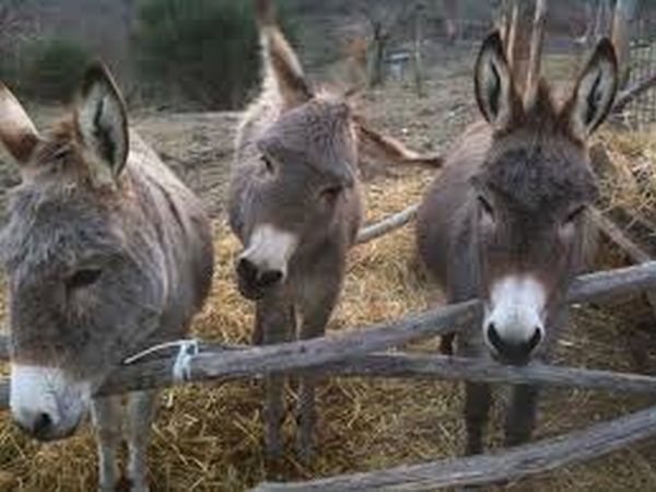 Il Fienile di Orazio - foto 24784.jpg