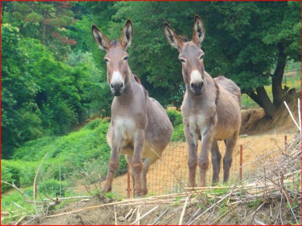 Oasi Agrituristica Baugiano - foto 25128.jpg