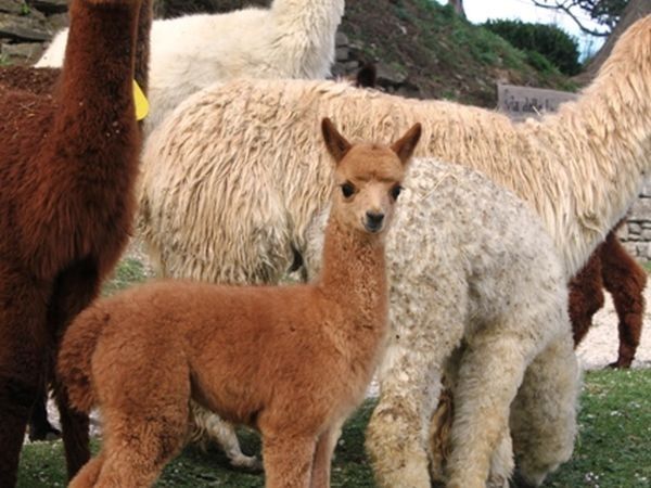 Agriturismo Maridiana Alpaca - foto 25156.jpg