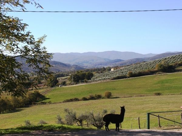 Agriturismo Maridiana Alpaca - foto 25247.jpg