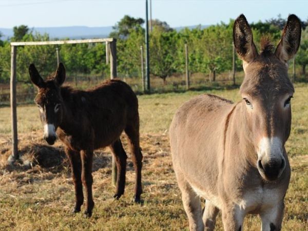 La Fontana dei Desideri - foto 25303.jpg