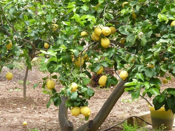 Sabbie Doro Residence - foto 26101.jpg