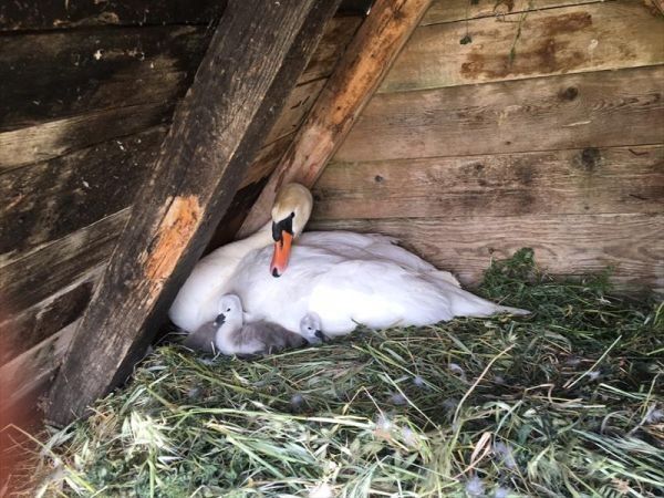 Fattoria Poggio Nebbia - foto 26510.jpg