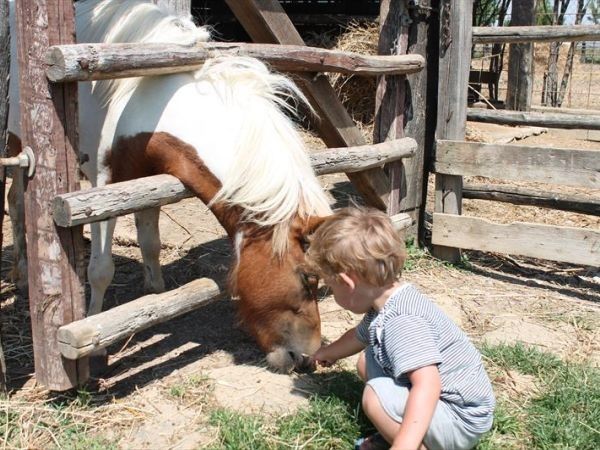 Fattoria Poggio Nebbia - foto 26593.jpg
