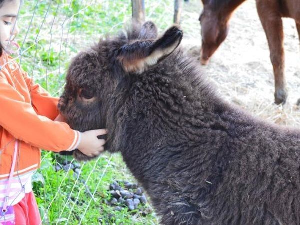 Agriturismo Bellavista - foto 26738.jpg