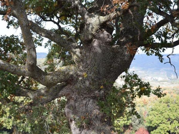 Agriturismo Bellavista - foto 26752.jpg