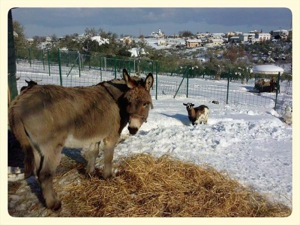 Agriturismo Angelucci - foto 27439.jpg