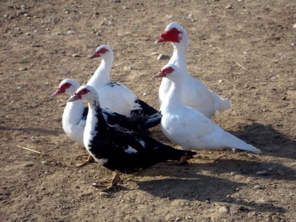 Agriturismo Angelucci - foto 27448.jpg