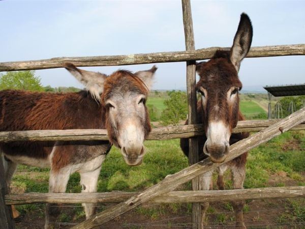 Tenuta Serpepe - foto 28083.jpg