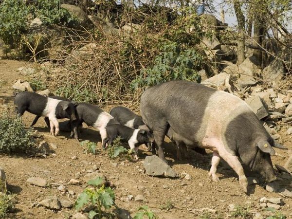 Tenuta Serpepe - foto 28089.jpg