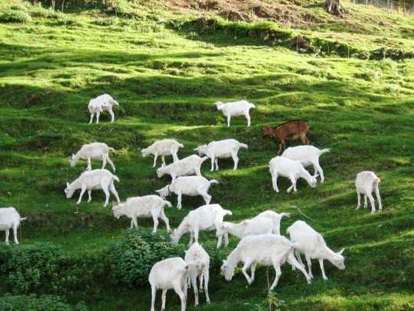 Agriturismo Al-Marnich  - foto 411.jpg