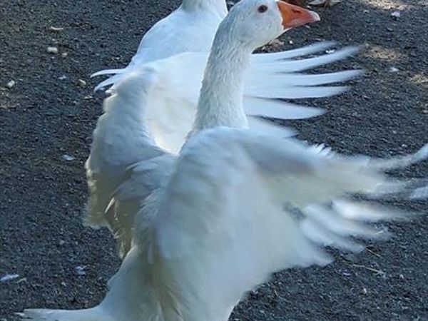 La Fattoria di Valentina - foto 28879.jpg